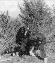 Police officers harvest marijuana plants, Asahi Shimbun (Oct 10, 1996)