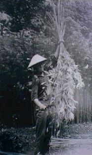 Haotoshi: Stripping the 
leaves with a sickle