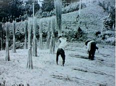 Yorihoshi: Drying the stems