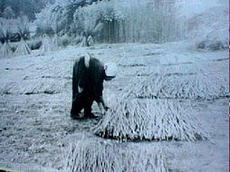 Hoshikaeshi: After yorihoshi
put the stems in the fields for
3-4 more days, then store them
in barn until December.