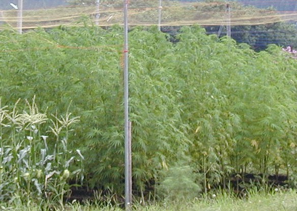 Closeup of hemp field
