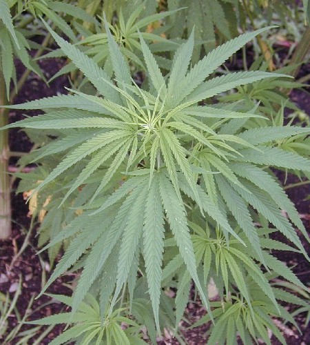 Young hemp plants